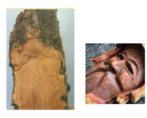 facecarvedinwoodbark.jpg